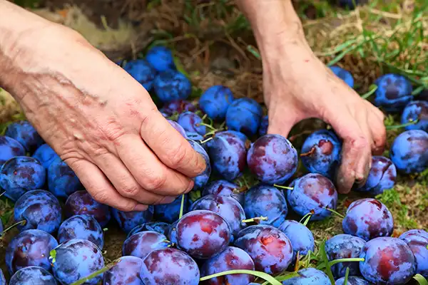 Collecting plums from the ground - visible hands of an elder woman picking up ripened plum fruits from the ground